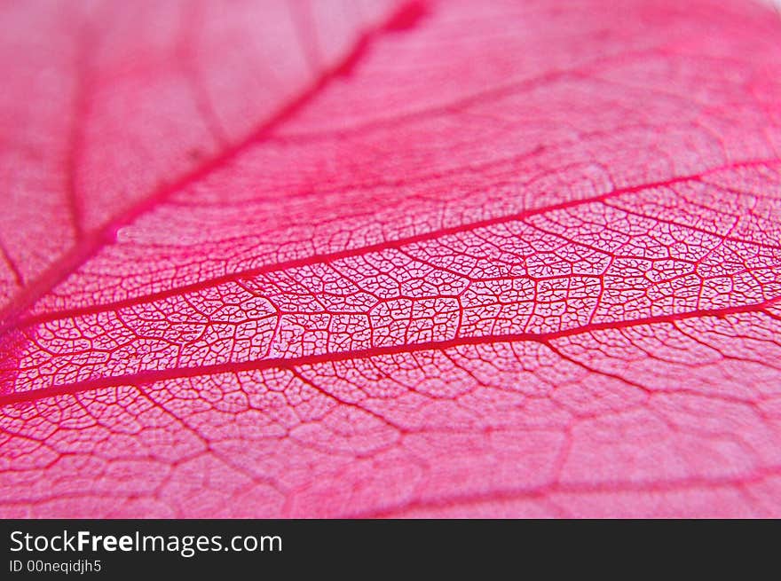 Closeup Of Dried Red Leaf