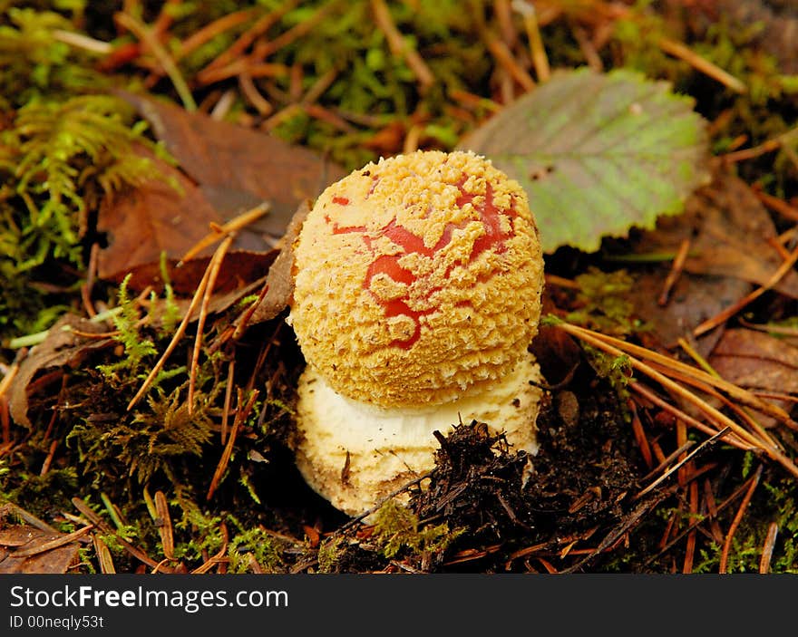 Little amanita