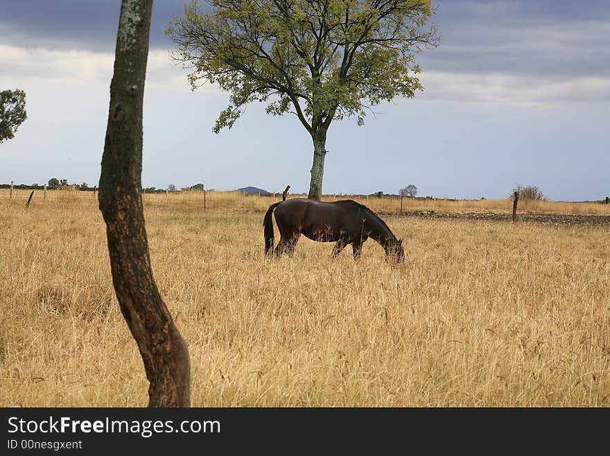 Horse grazing in a rainy day. Horse grazing in a rainy day