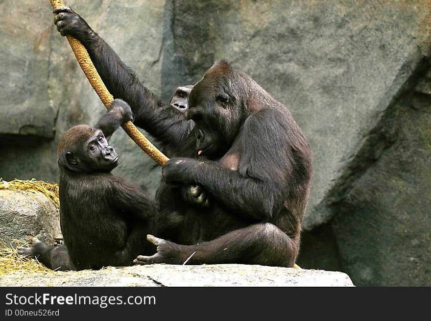 Family of Gorillas resting on a rock. Family of Gorillas resting on a rock