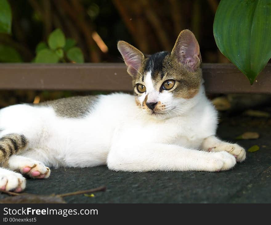 One of a pair of stray kittens at rest in between play