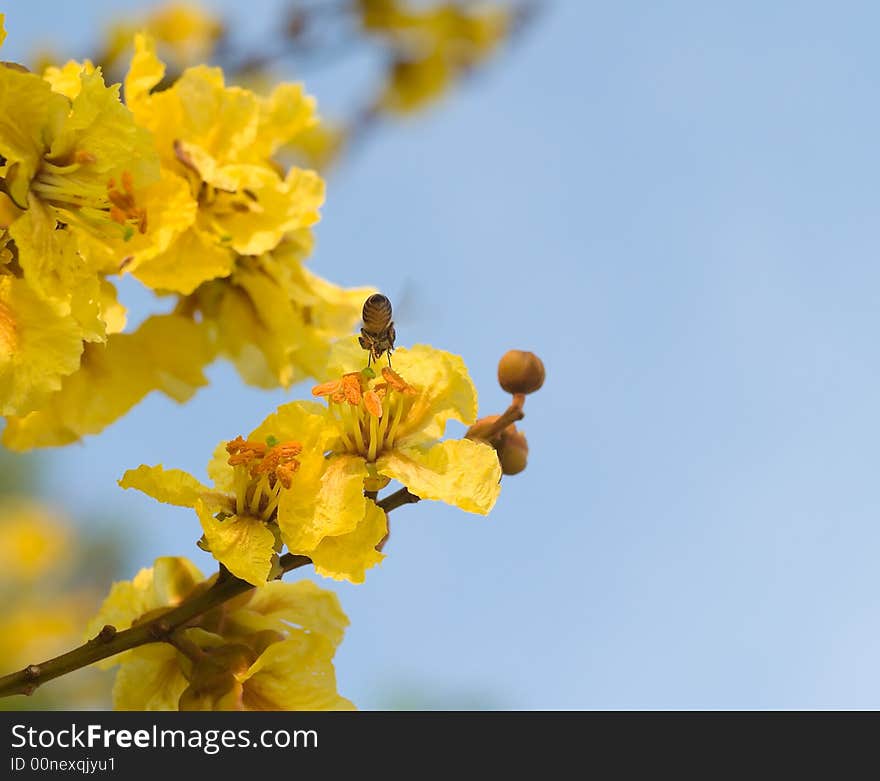 Bee in Blue Sky