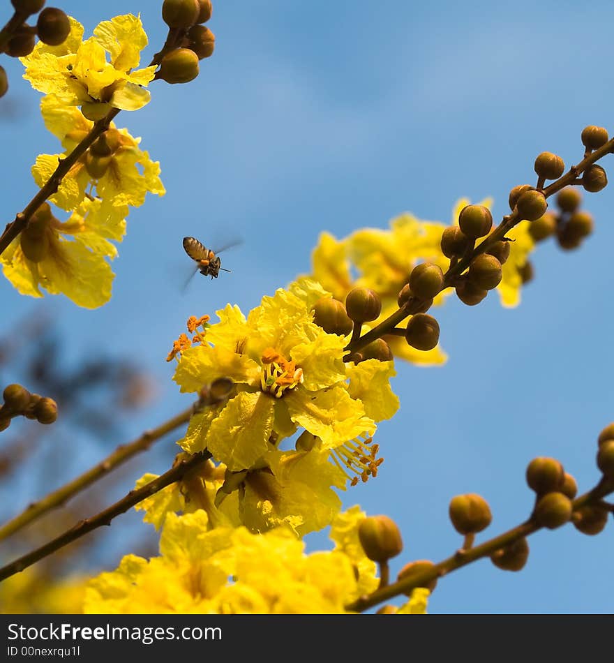 Bee in Blue Sky