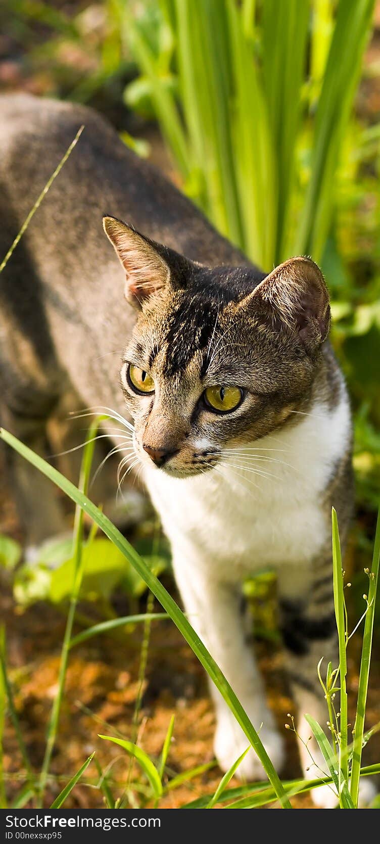 Stray mother cat in the grass with her kittens highly tensed as a tom cat approaches. Stray mother cat in the grass with her kittens highly tensed as a tom cat approaches