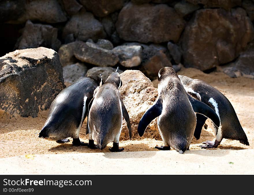 Four penguins