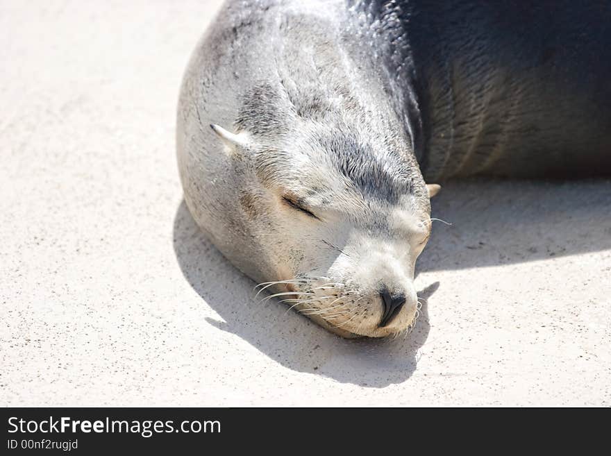 Sea lion sleeping in the sun with nice facial detail. Sea lion sleeping in the sun with nice facial detail