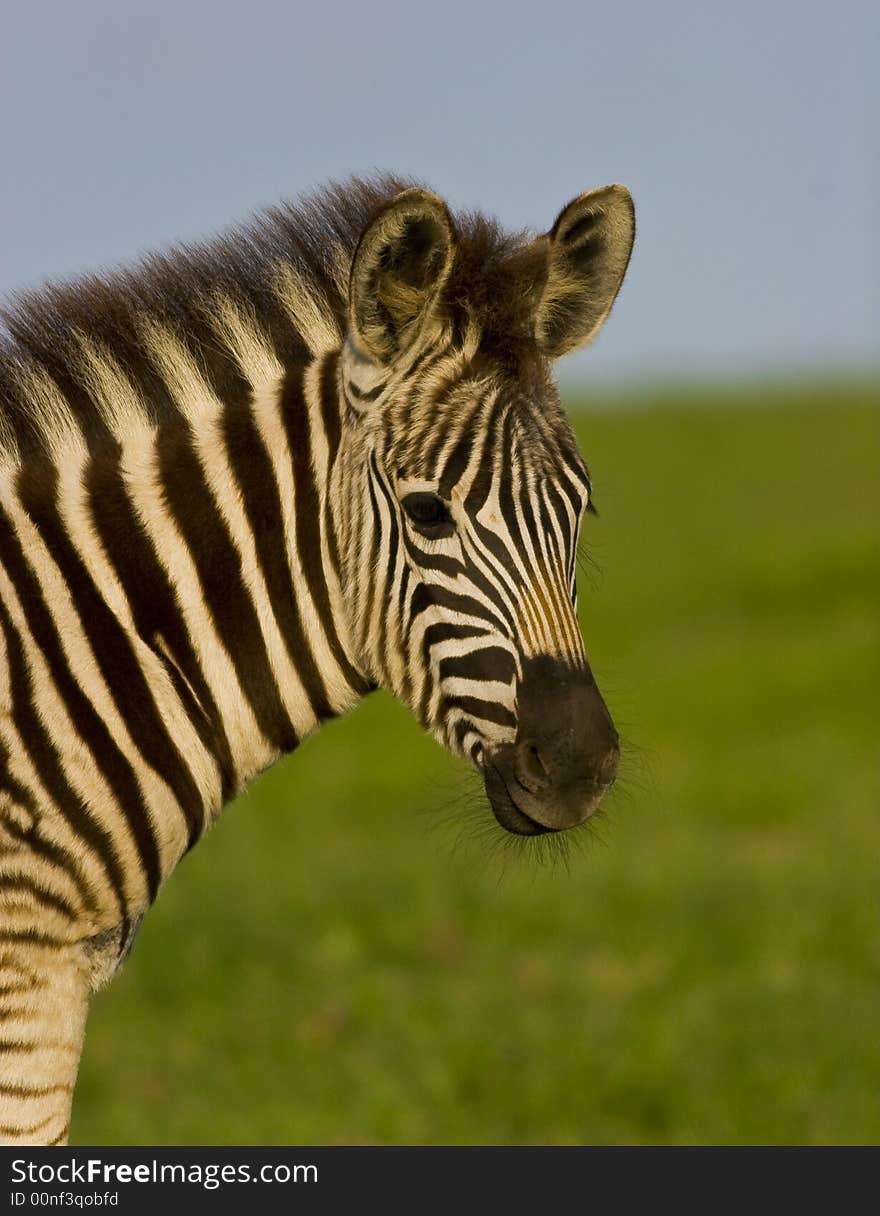 Burchell S Zebra Portrait