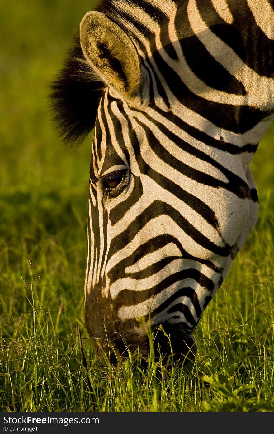 Burchell s Zebra