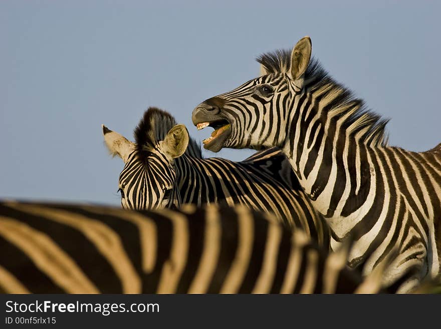 Zebra Stallions