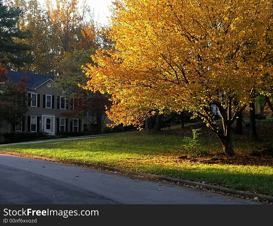 Yellow Autumn Tree along road. Yellow Autumn Tree along road