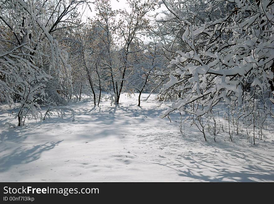 The winter forest, beautiful landscape