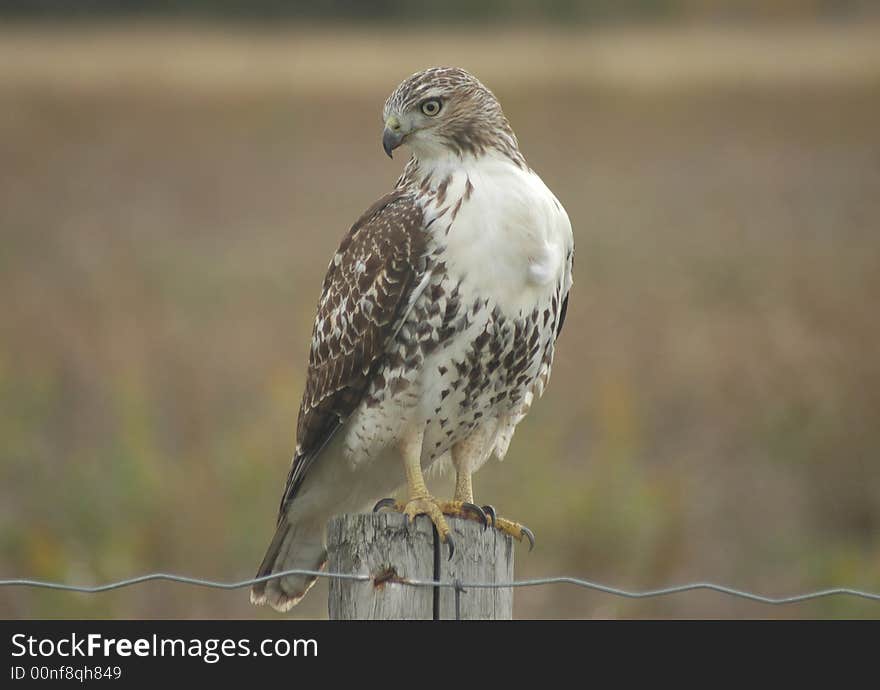 Redtail Hawk