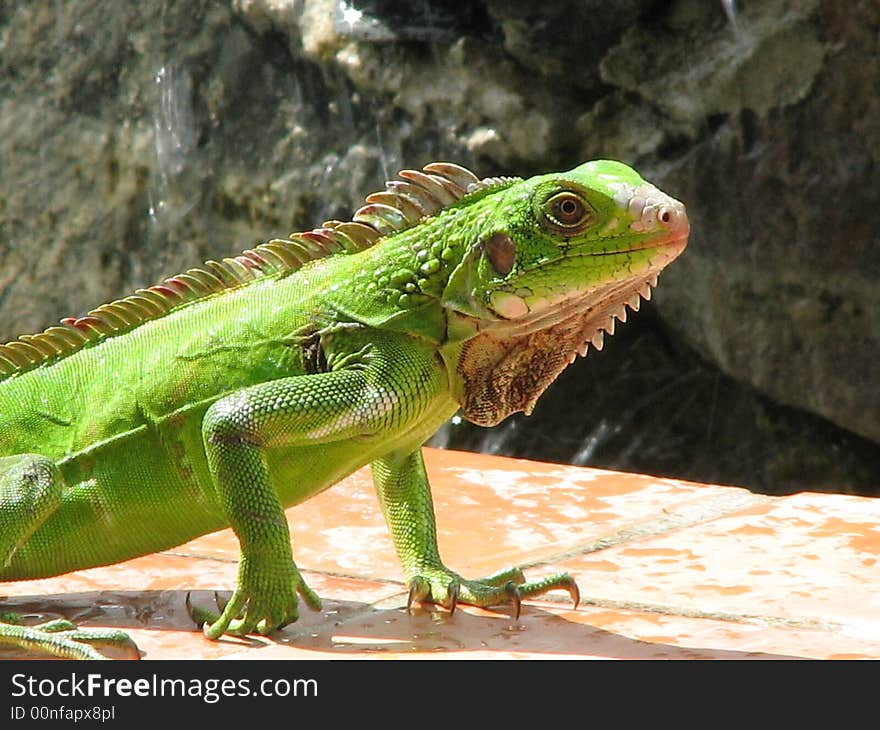 An amazing creature protecting her territory. An amazing creature protecting her territory.