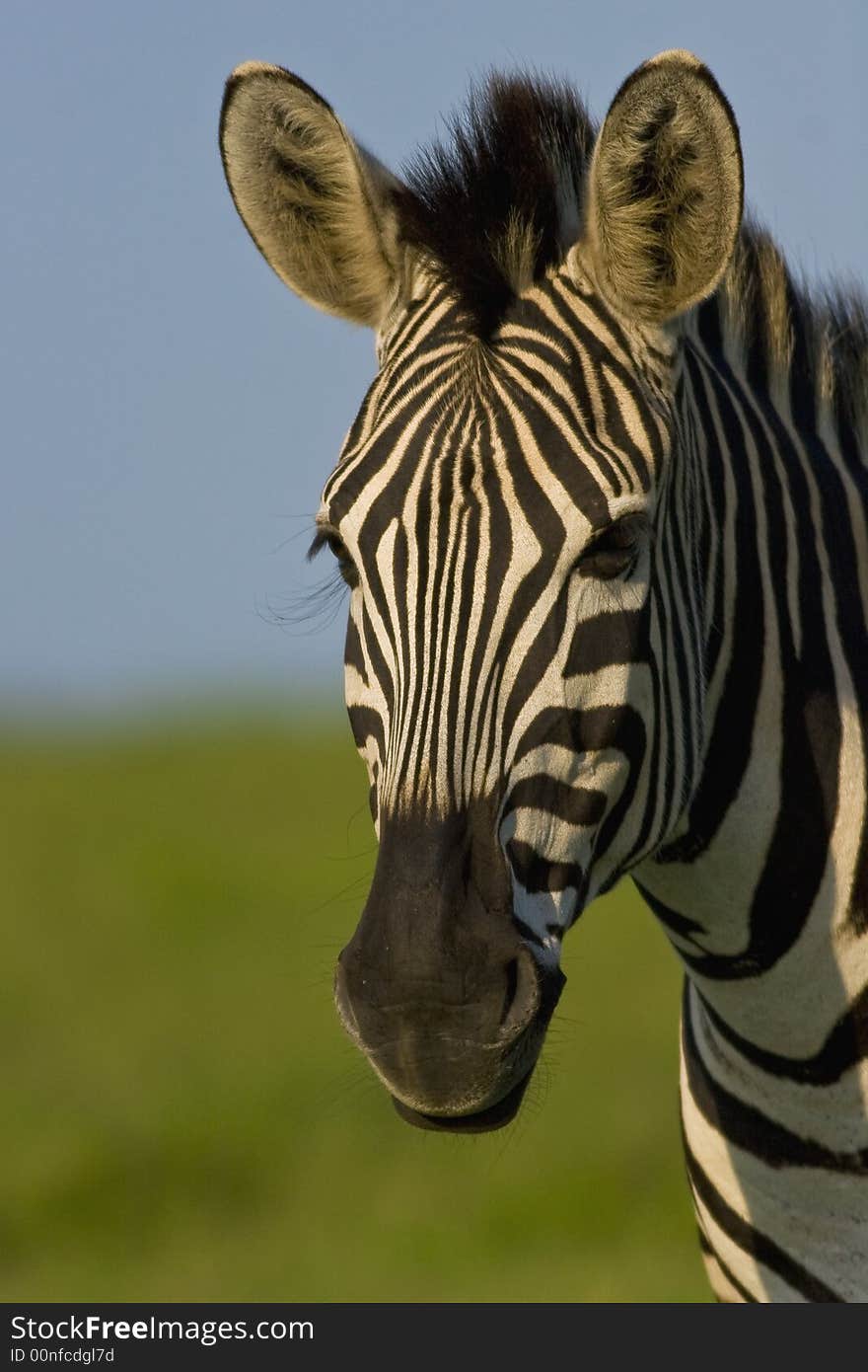 Burchells Zebra portrait