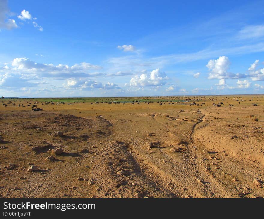 Taken in Ambesoli National Park, Kenya.
A huge numbr of game dotted all over the landscape under a big sky. Taken in Ambesoli National Park, Kenya.
A huge numbr of game dotted all over the landscape under a big sky.