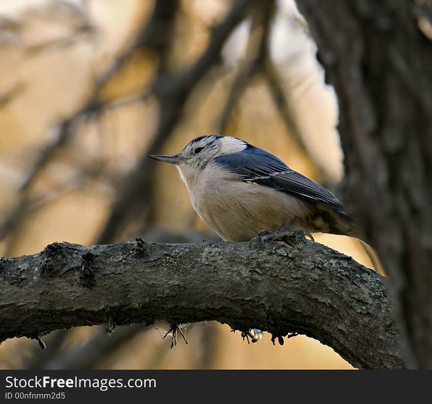 White breasted nuthatch perched in a tree