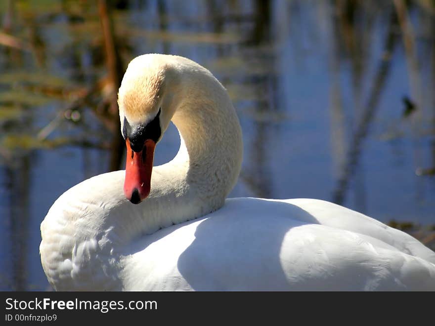 Peaceful goose looking around in a pond. Peaceful goose looking around in a pond