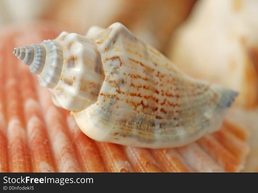 A composition of sea shells in closeup