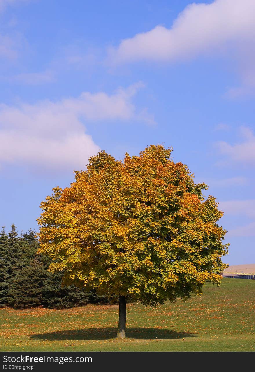 Photo of yellow leaves on autumn season. Photo of yellow leaves on autumn season