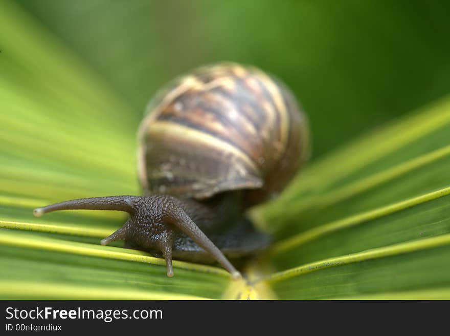 A snail on a bright green palm tree leaf. A snail on a bright green palm tree leaf.