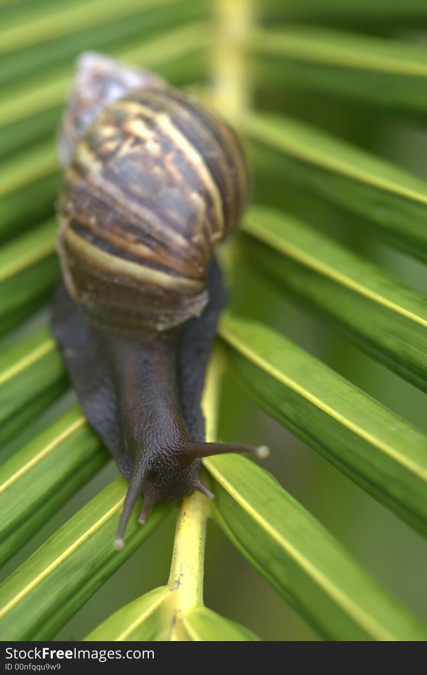 Snail on Leaf