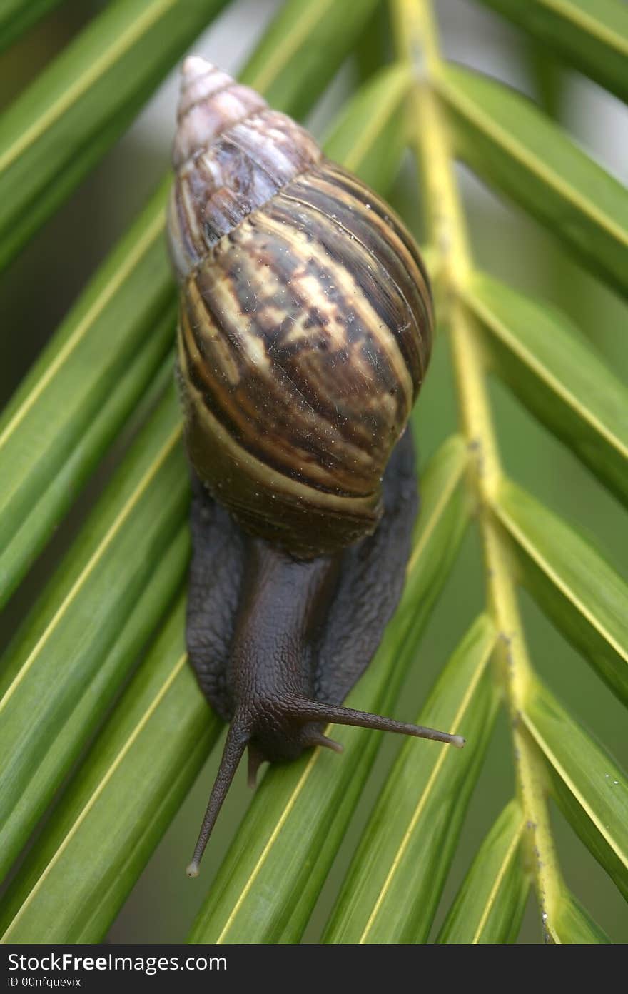 A snail on a bright green palm tree leaf. A snail on a bright green palm tree leaf.