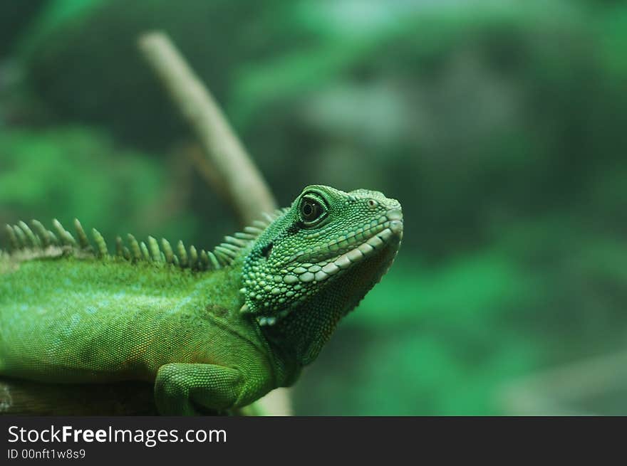 Any of numerous reptiles of the suborder Sauria or Lacertilia, characteristically having a scaly elongated body, movable eyelids, four legs, and a tapering tail. Any of numerous reptiles of the suborder Sauria or Lacertilia, characteristically having a scaly elongated body, movable eyelids, four legs, and a tapering tail.