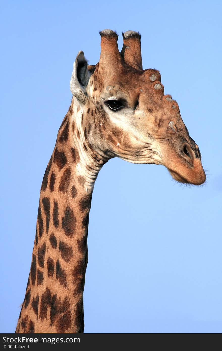 Giraffe (Giraffa cameloparadalis) staring down from its high viewpoint