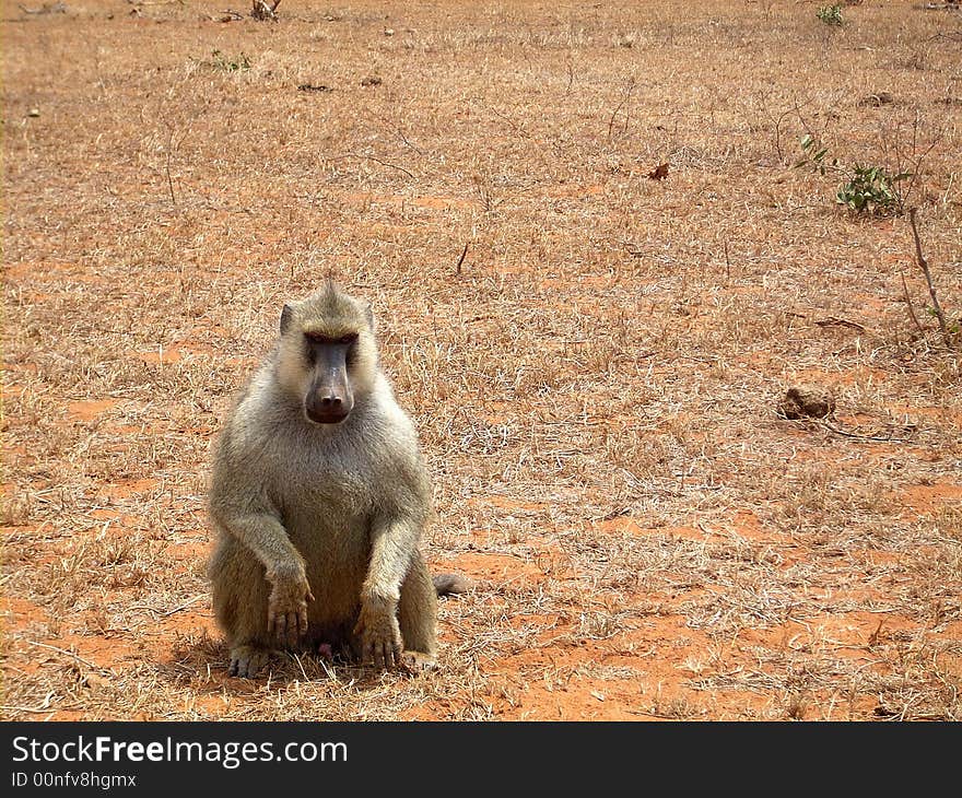 A vain baboon laying for a photo in the national park tsavo east of kenya