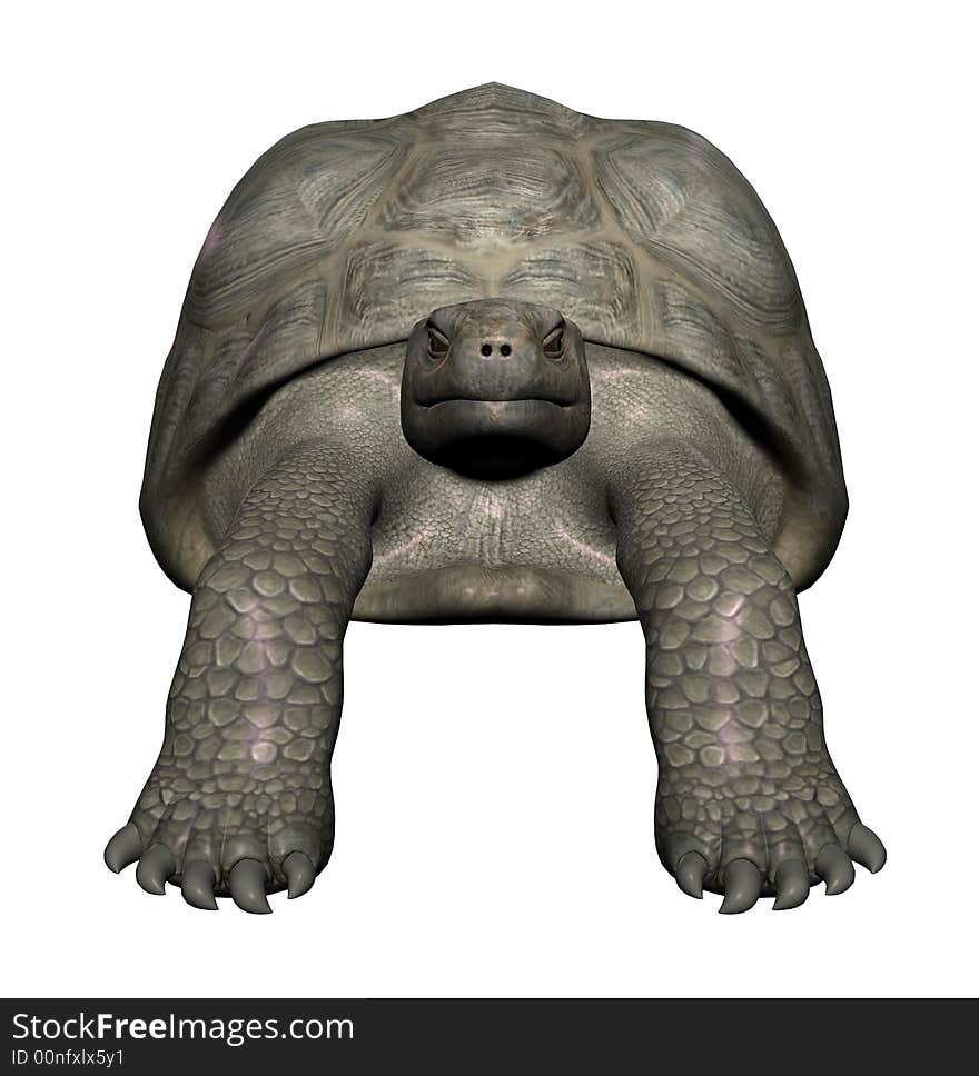 A front view of a tortoise.