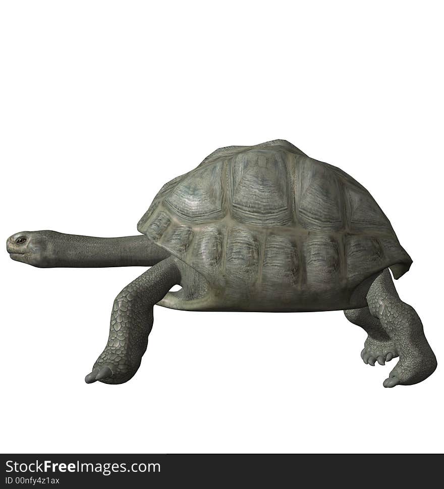 Tortoise