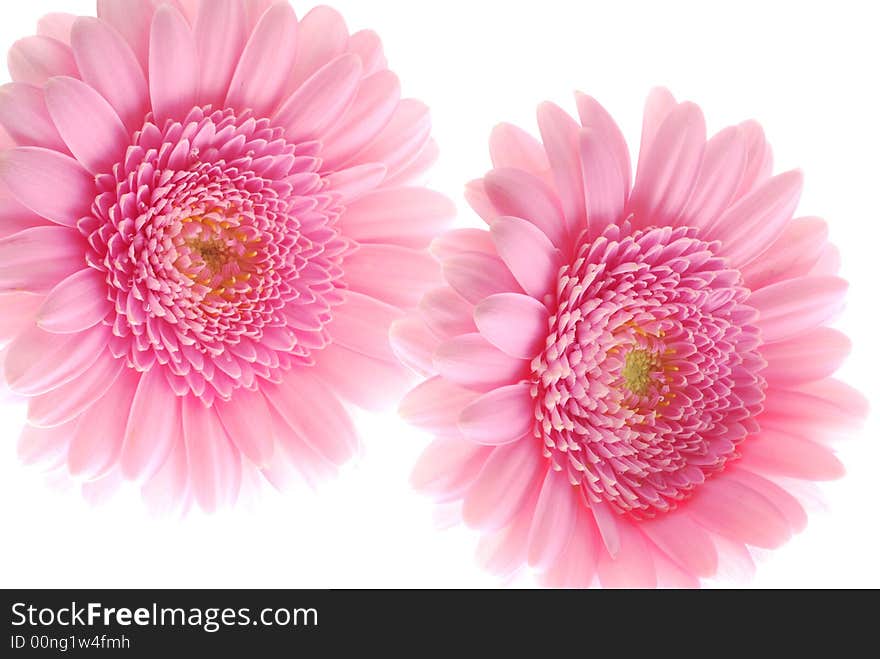 Pink gerber flowers on white background