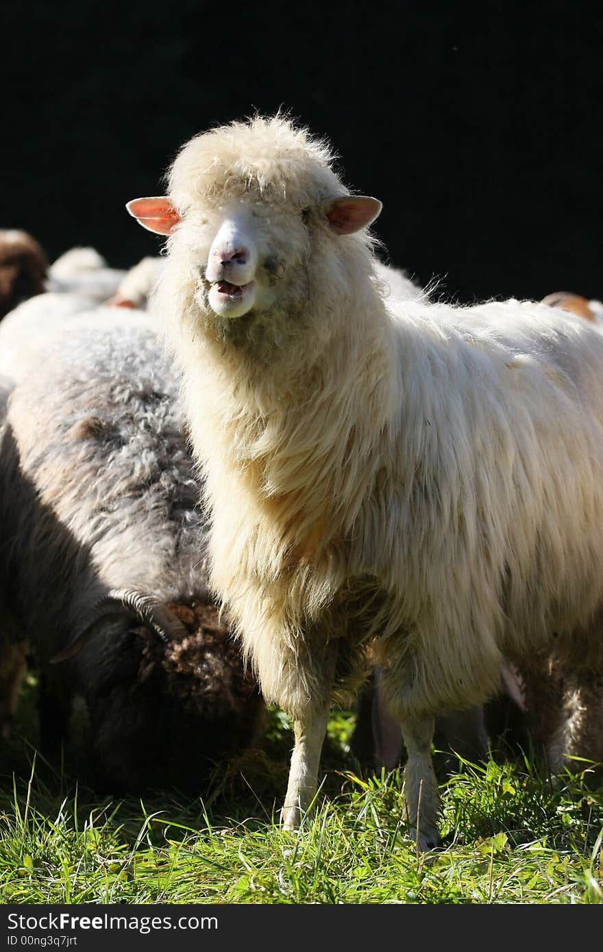 Lamb herd