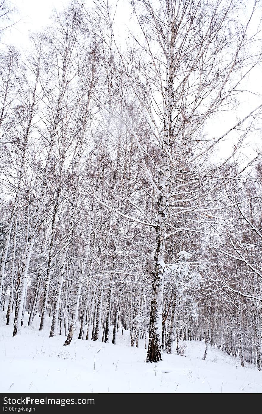 Birches under snow