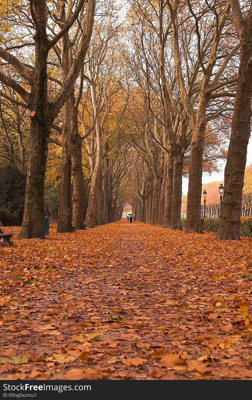 Nice park alley in autumn