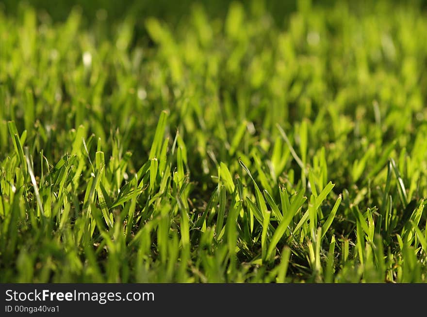 Juicy green grass buds close up