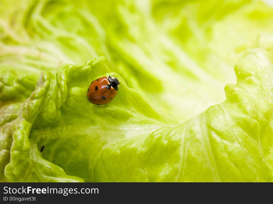 Ladybug on a lettuce leaf