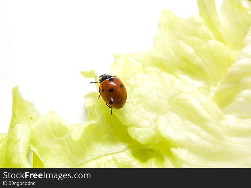 Ladybug walking on a lettuce leaf