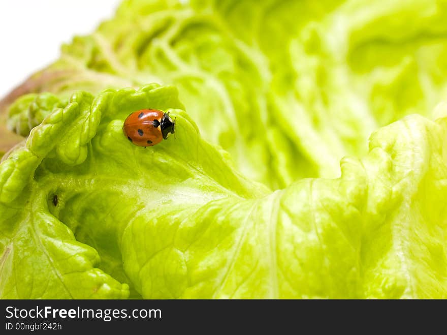 Ladybug On Lettuce