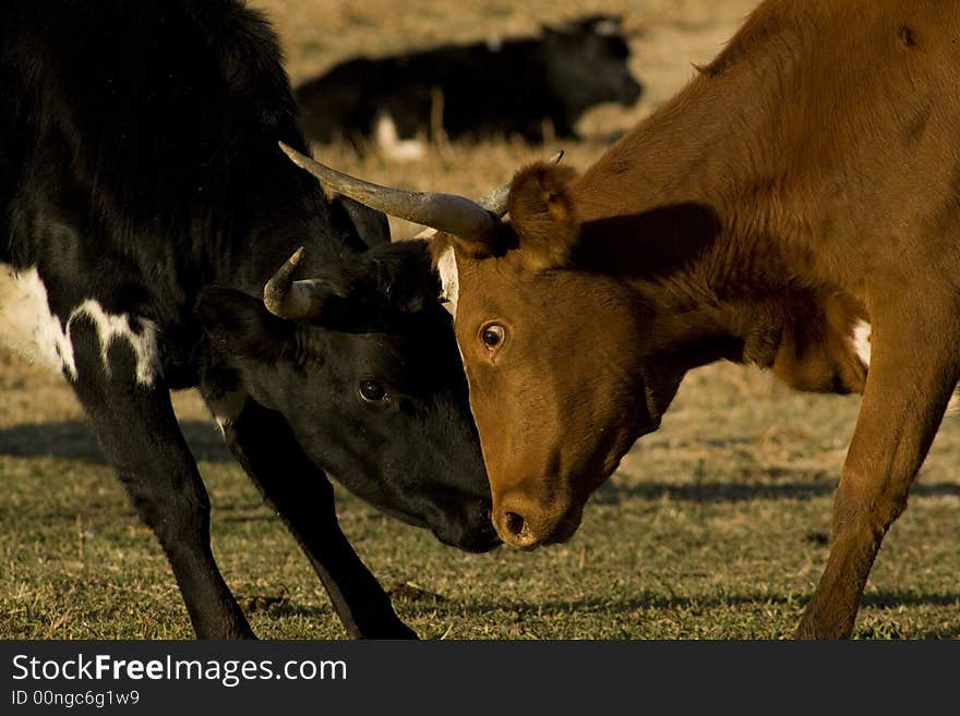 Cows fighting