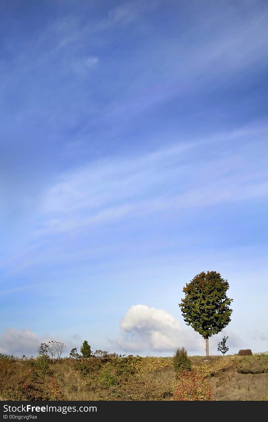 Single tree with beautiful blue sky background