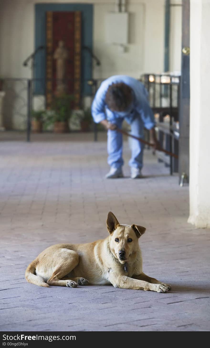 Church Dog