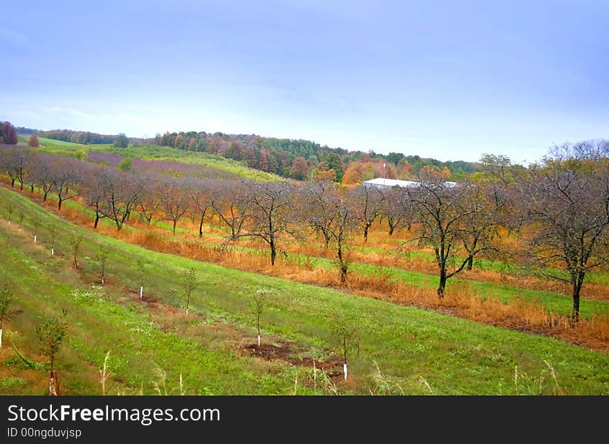 Vineyard in Michigan's upper peninsula during autumn time