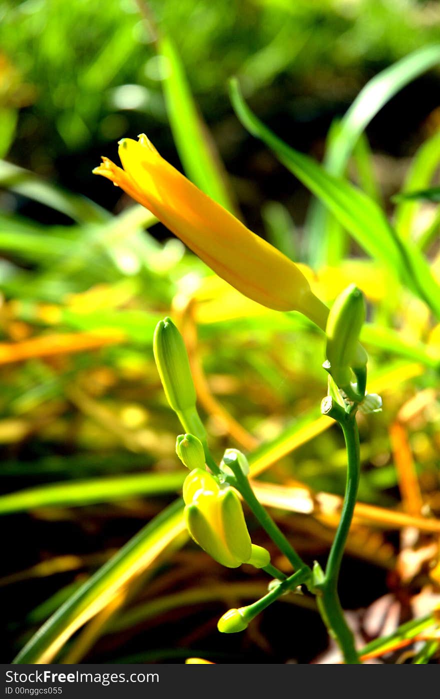 Yellow flowers shine in autumn. Yellow flowers shine in autumn