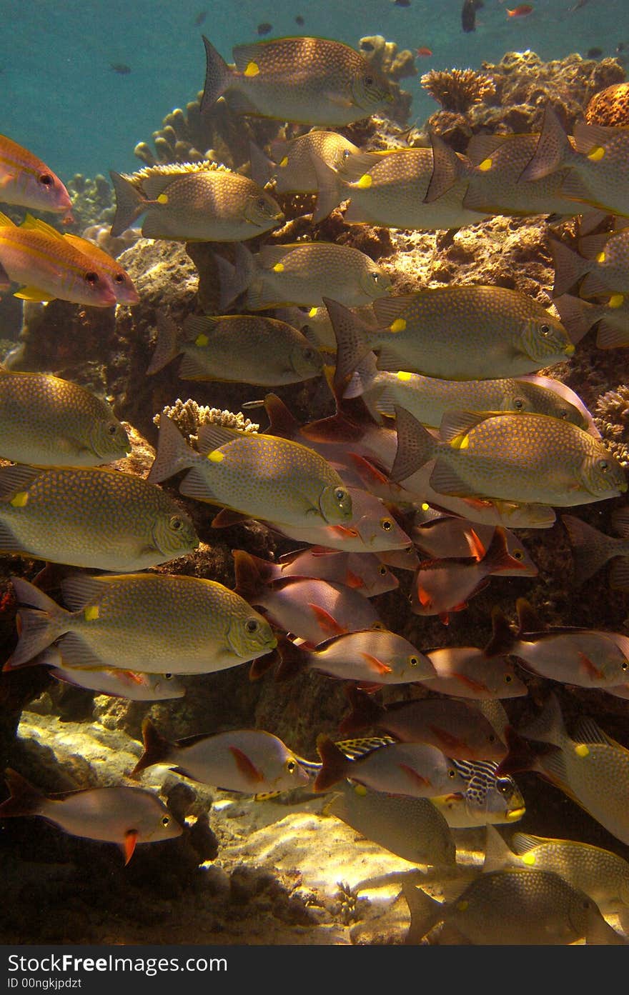 School of various tropical fish swimming against a rocky background. School of various tropical fish swimming against a rocky background.