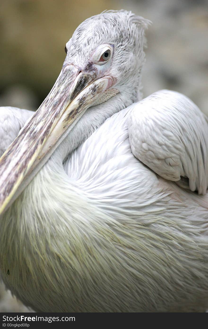 Pelican