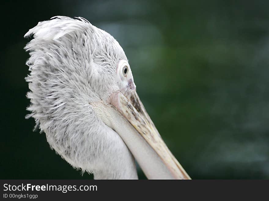 Pelican