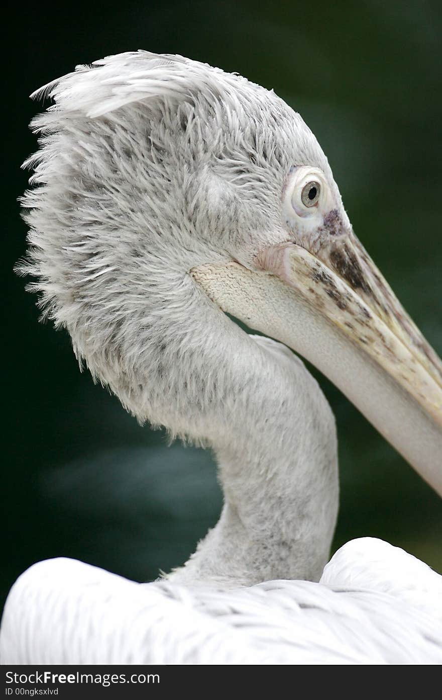 Pelican