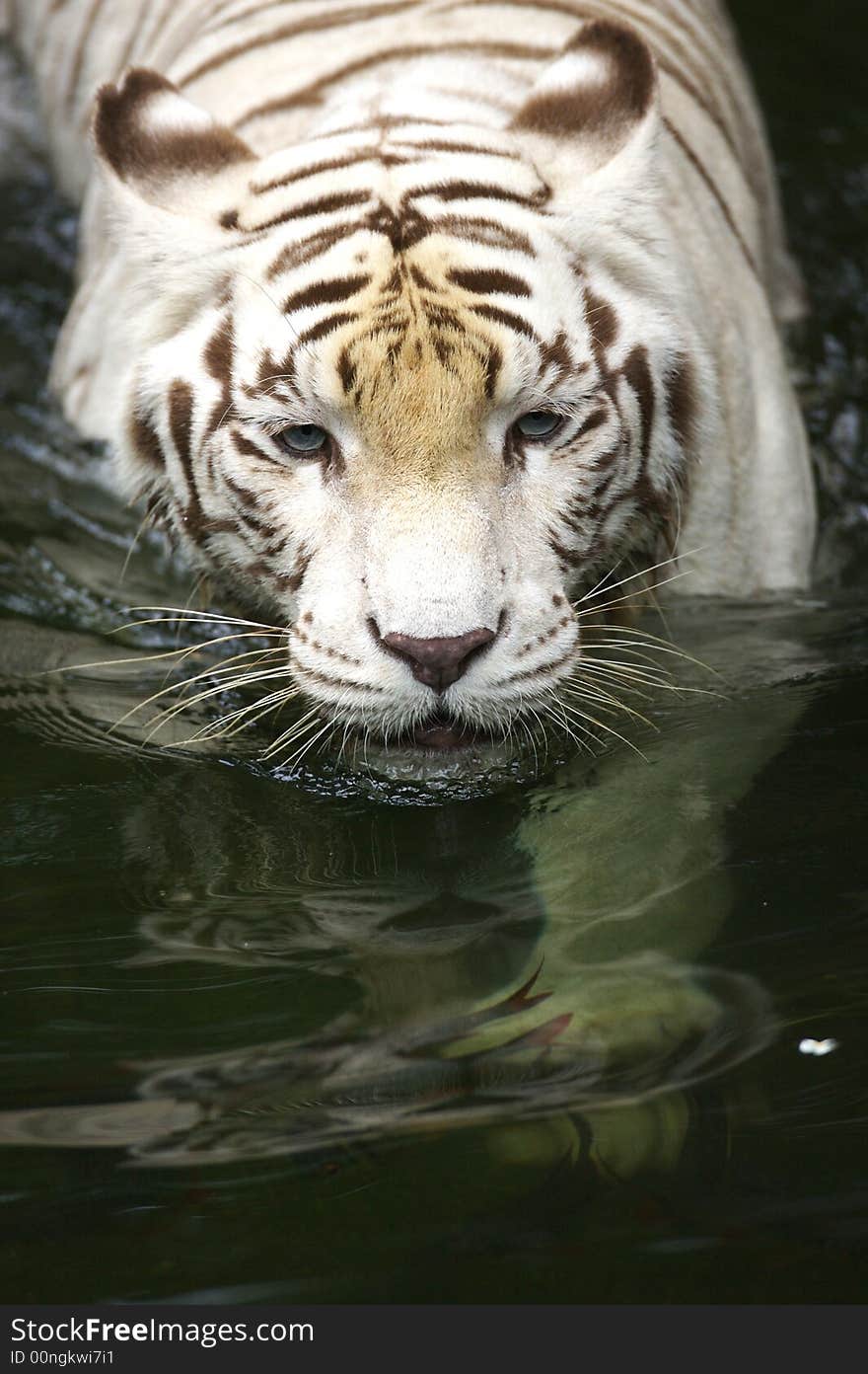 White Tiger