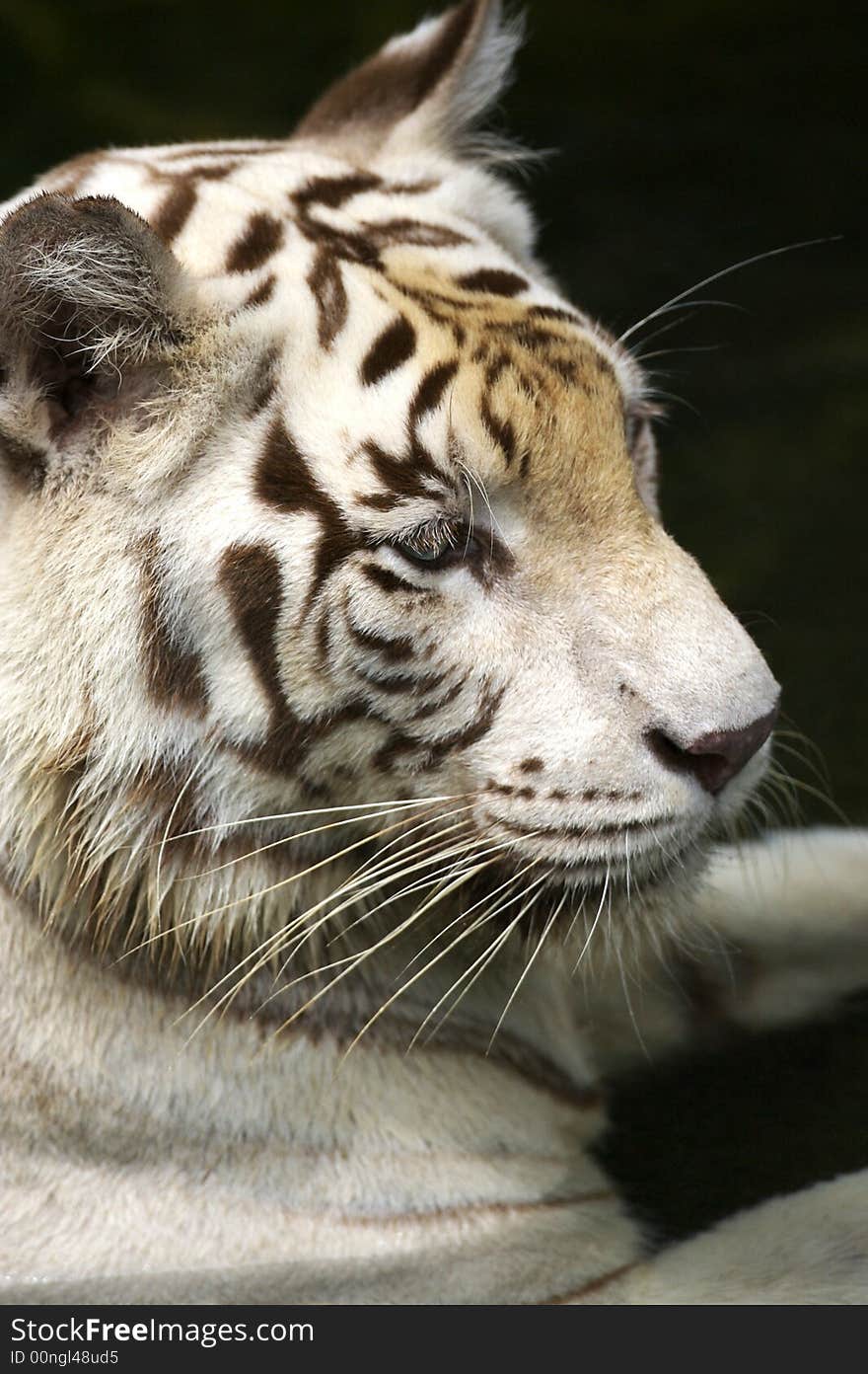 White Tiger